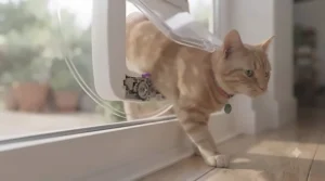 Cat walking through a microchip-activated pet door comfortably.