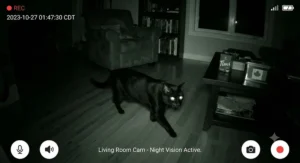 A black cat prowling around a darkened Canadian home, captured clearly on a night vision camera for nocturnal cats.