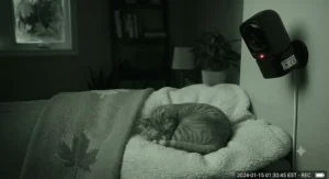 An infrared security camera monitoring a nocturnal cat resting on a cozy blanket during a cold Canadian winter night.