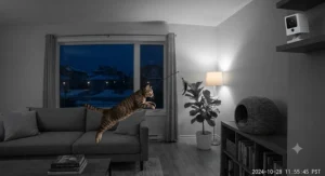 Wide angle view from a night vision cat camera under $120 CAD capturing a cat playing across the entire room.